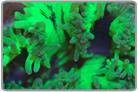 Neon Green Elegance Coral